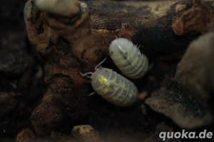 Asseln, verschiedene Arten