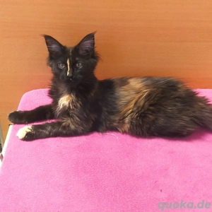 Reinrassige Mainecoon Katze 