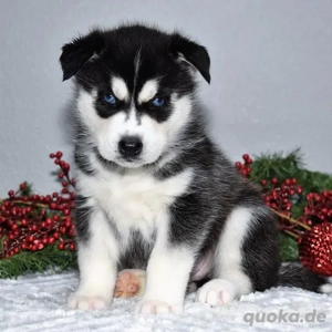 Husky-Welpen
