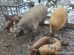 Wollschwein Iberico Mix Ferkel