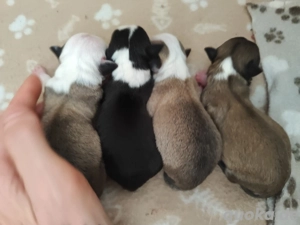 Deckrüde Chihuahua  Bild 7