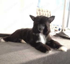 Chinese Crested dog Powderpuff  Bild 2