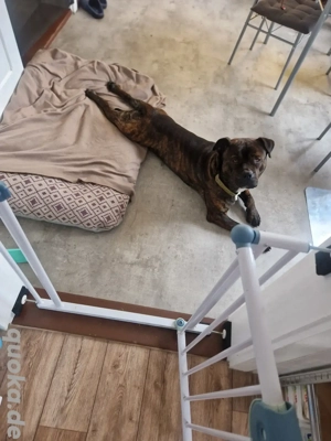 Welpen zu verkaufen Bild 2