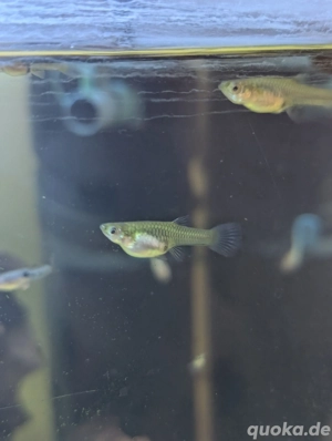 Guppy Endler Guppy Tiger Endler Guppy