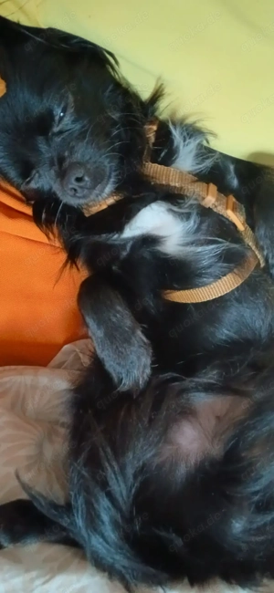 Müssen unseren chihuahua paul abgeben