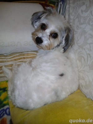 *ELSIE* Ich bin freundlich, aktiv, sozial, leinenführig, und ich lerne gerne und schnell