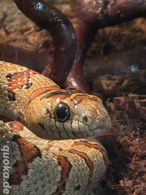 Königsnatter abzugeben