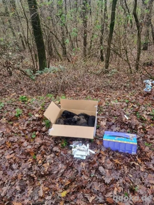 Welpe *PAULA* - Die Kleine wurde mit ihren Geschwistern in einem Karton "entsorgt"