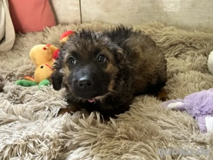 Welpe *PAULA* - Die Kleine wurde mit ihren Geschwistern in einem Karton "entsorgt"