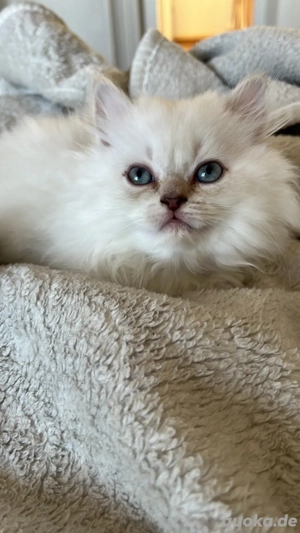 Perserkatzen kitten abzugeben