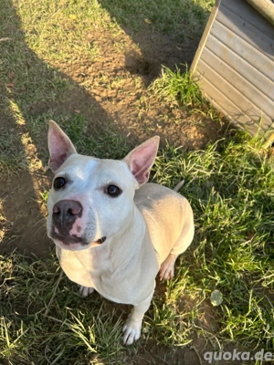 *TSUNAMI* Ich bin freundlich, menschenbezogen, voller Lebensfreude, sehr lernwillig, verschmust ...