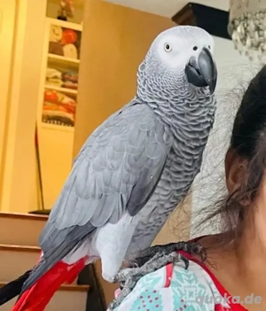 Superliebe und zutrauliche Graupapageien