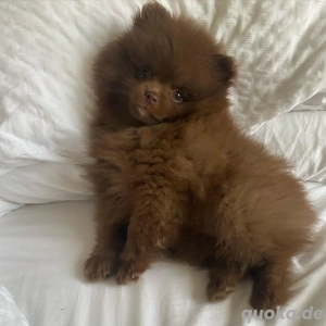 Pomeranian-Welpen suchen ein neues Zuhause