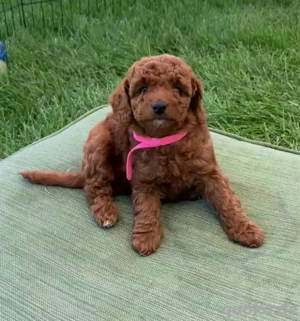 Rote weibliche Goldendoodle zur Adoption verfügbar.