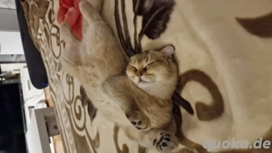 Kitten mix Schott.... f...l und BKH ist nur noch braun rote zu haben.