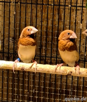 1,1 Braunbrustnonnen in mokka 