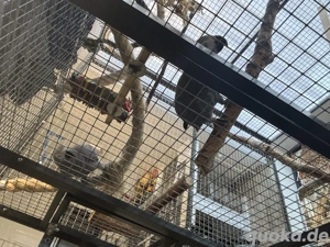 2 Graupapageien Geschwister Pärchen 