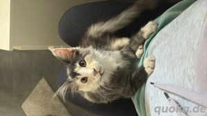 Verspielte zutrauliche Maine Coon Luna