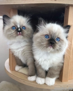 Sanftes Ragdoll-Kätzchen abzugeben