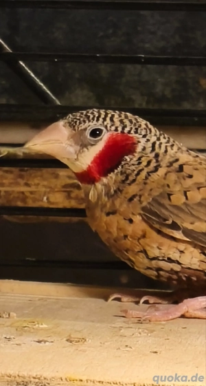 Bandfinken Hahn Spalt ino 