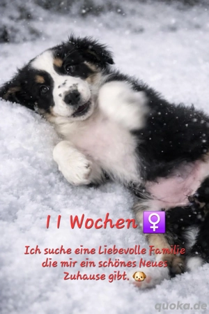 1 Australian Shepherd Welpe sucht ein Neues Zuhause. 12 Wochen Alt