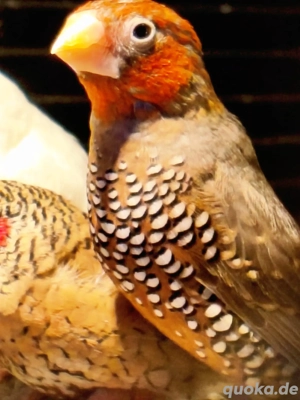 Rotkopfamadinen Hahn 