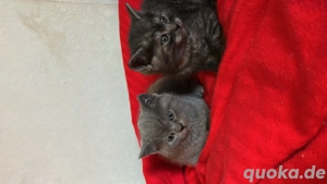 2 Wunderschöne BKH Kitten ab Februar abgabebereit