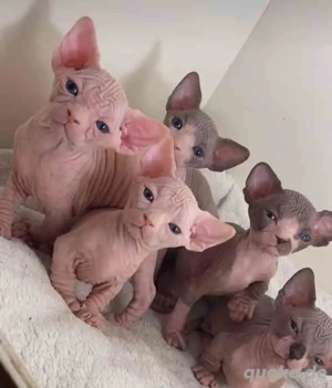  Wunderschöne Sphynx-Katze & Kätzchen abzugeben