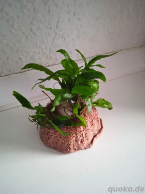 Pflanzenhalter aus Lavagestein mit Javafarn