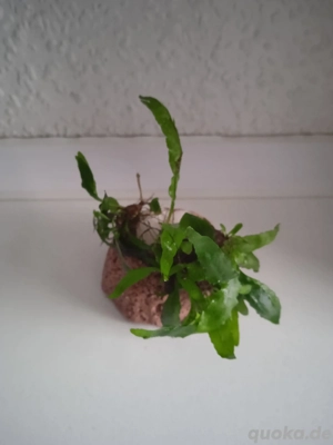Pflanzenhalter aus Lavagestein mit Javafarn Bild 2