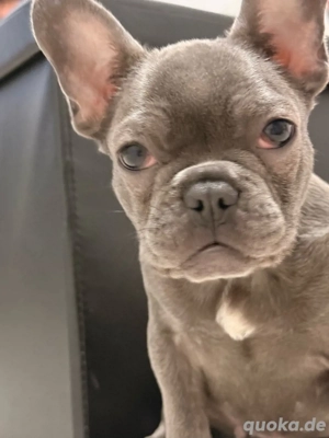 Französische Bulldoge Rüde sucht Liebevolles Zuhause 