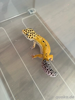 Leopardgecko Männchen Adult Eublepharis Macularius