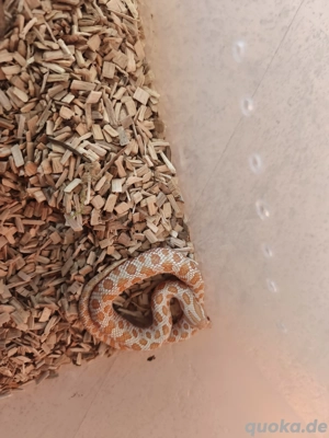 Hakennasennattern zu verkaufen 