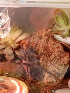 Brasilianische Riesenvogelspinne abzugeben 