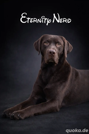 Labrador Deckrüde in Braun