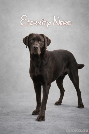 Labrador Deckrüde in Braun Bild 4