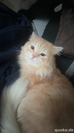    Wunderschöner orangener BLH-Kater sucht ein liebevolles Zuhause   