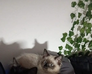 Mixkater sucht neues zu hause