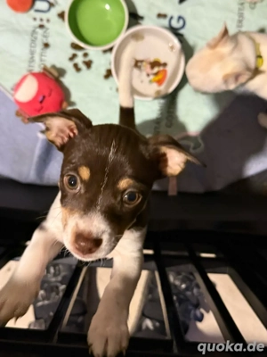 Chihuahua Welpe Hündin kurzhaar.