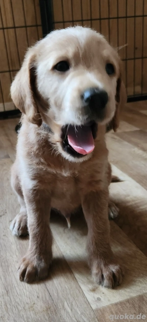 F1 Labradoodle Welpen 