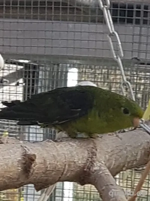 Katharinasittiche von 2025