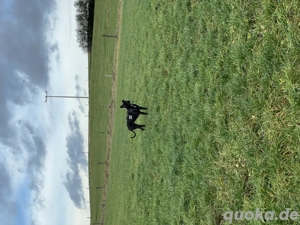 Aktive & verschmuste Hündin Bella - 3 J. sucht Zuhause Bild 7