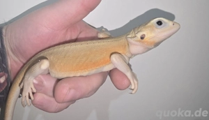 Trans Witblits het hypo Männchen 