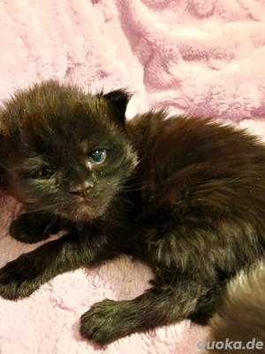 Maine Coon Kitten mit Stammbaum