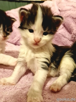 Maine Coon Kitten mit Stammbaum