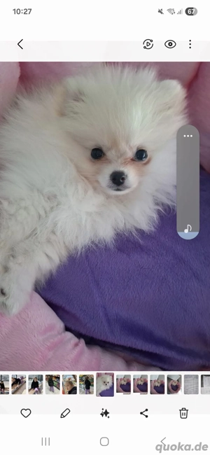 Süses Pommerianien mädel