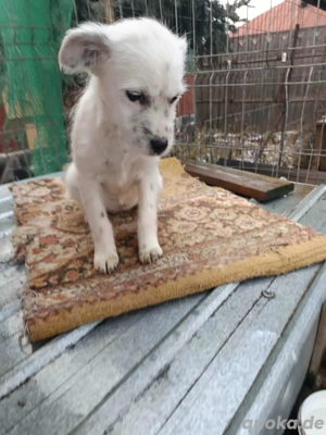 Rose, kleine Zuckerschnute sucht liebevolle Hände 