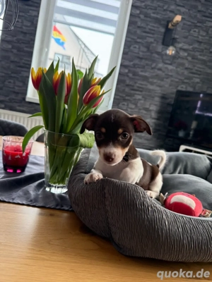 Chihuahua Welpe Hündin kurzhaar.