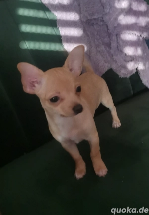 Chihuahua Welpen 14 Wochen alt 