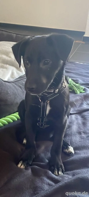 Emil sucht eine Familie